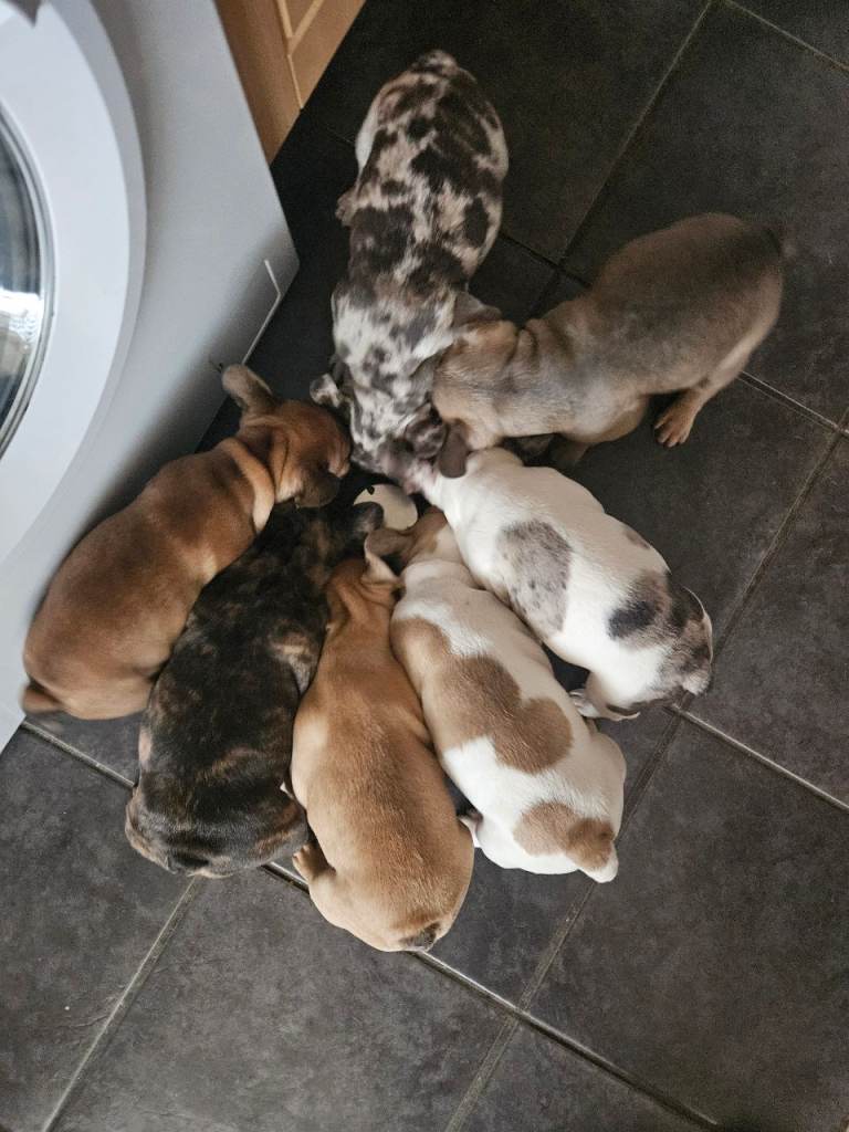 Beautiful French Bulldog puppies ready for their forever homes 🐶❤️ 