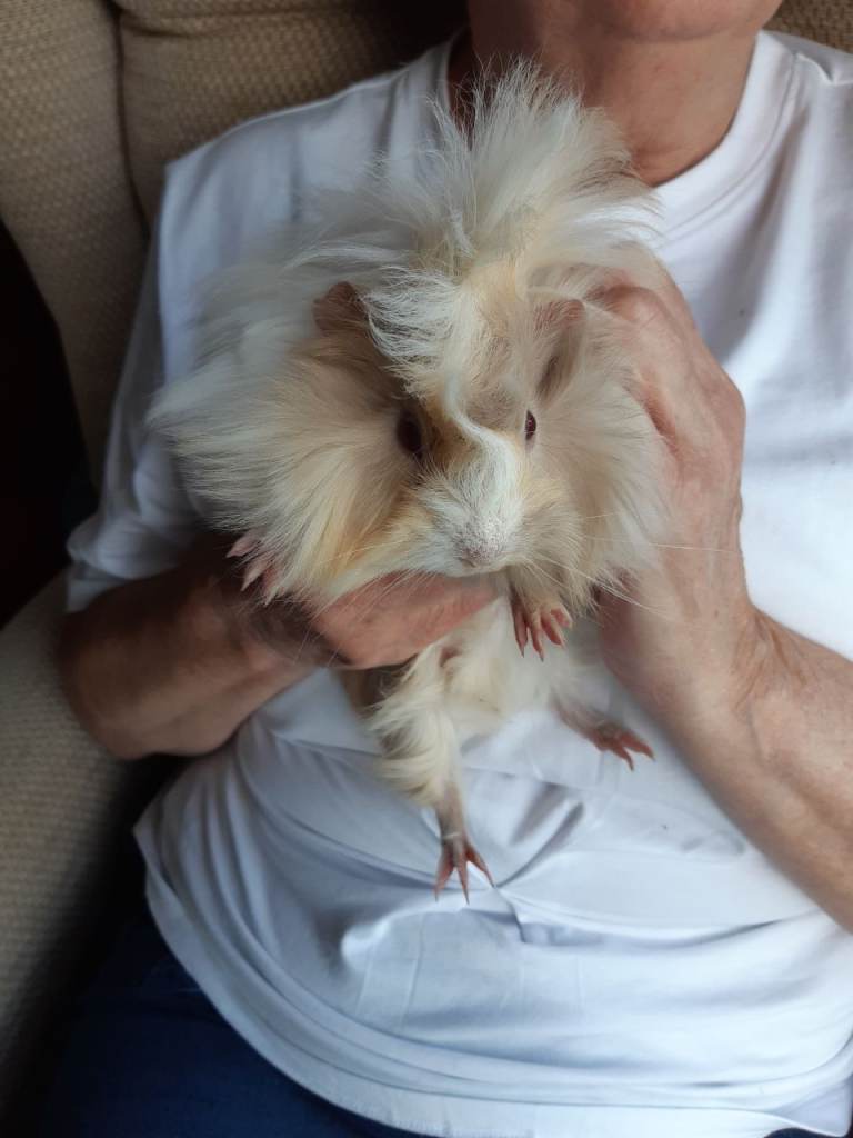 Baby  guineapigs