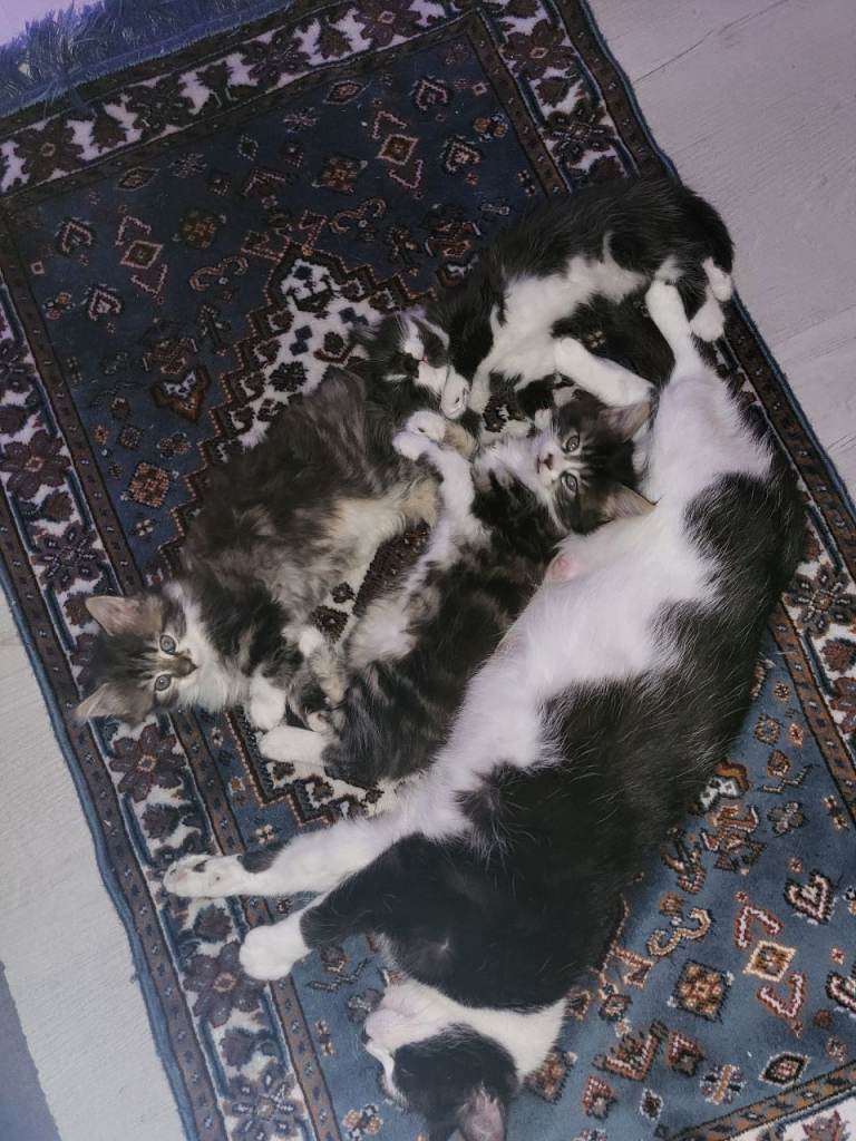 Adorable kittens for sale 