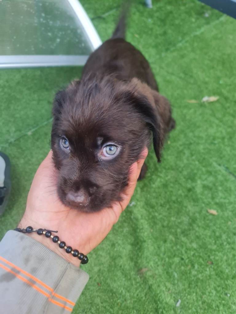 Labrador crossbreed 