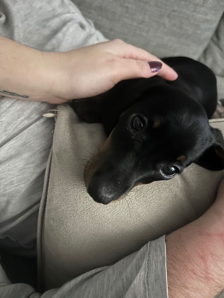 Re-homing mini tan dachshund