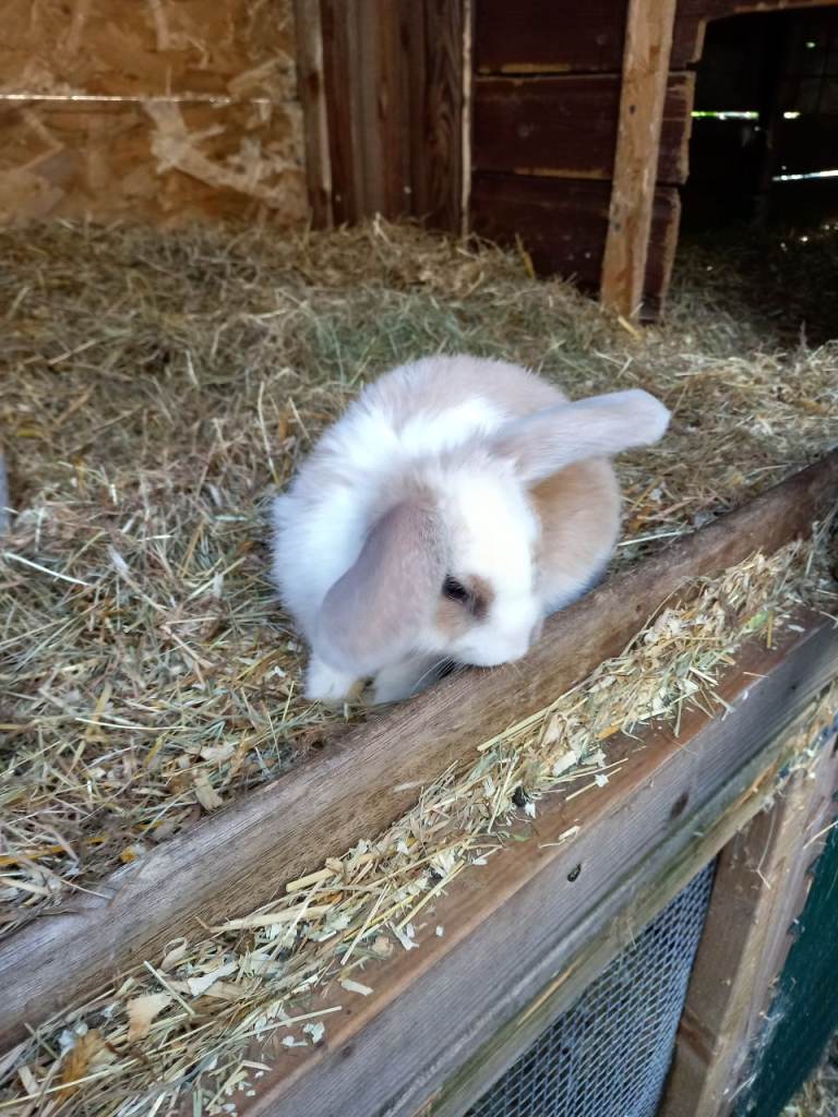 REDUCED Mini lop /plush lop