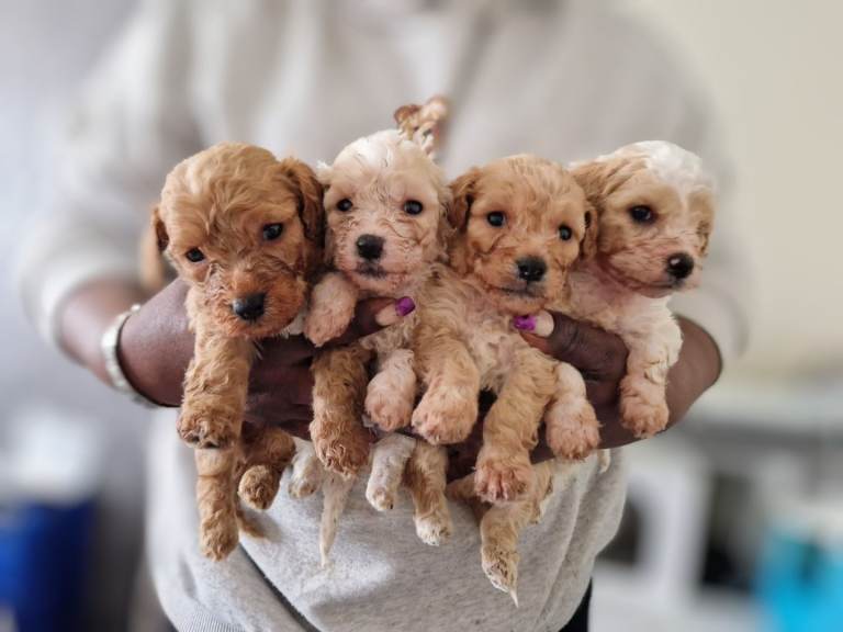 Quality Maltipoo puppies