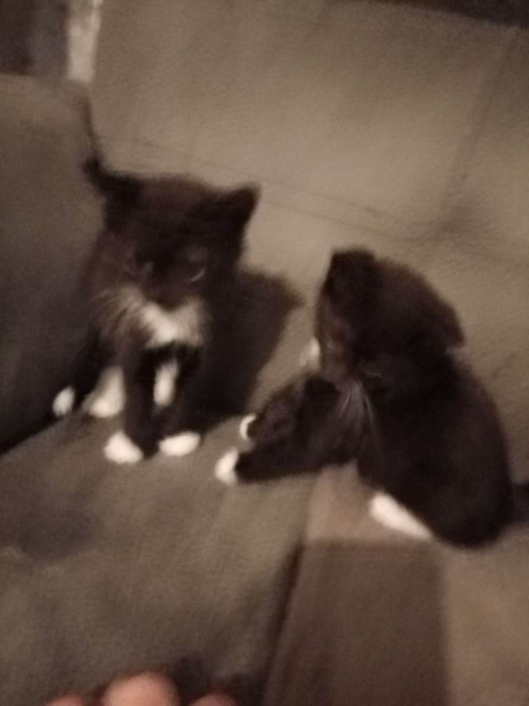 Kittens 