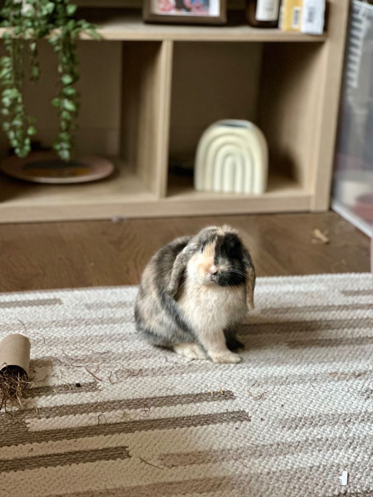 Mini lop bunny along with pen, food, accessories etc