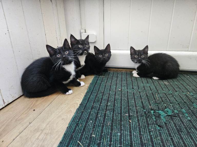 Farm kittens 