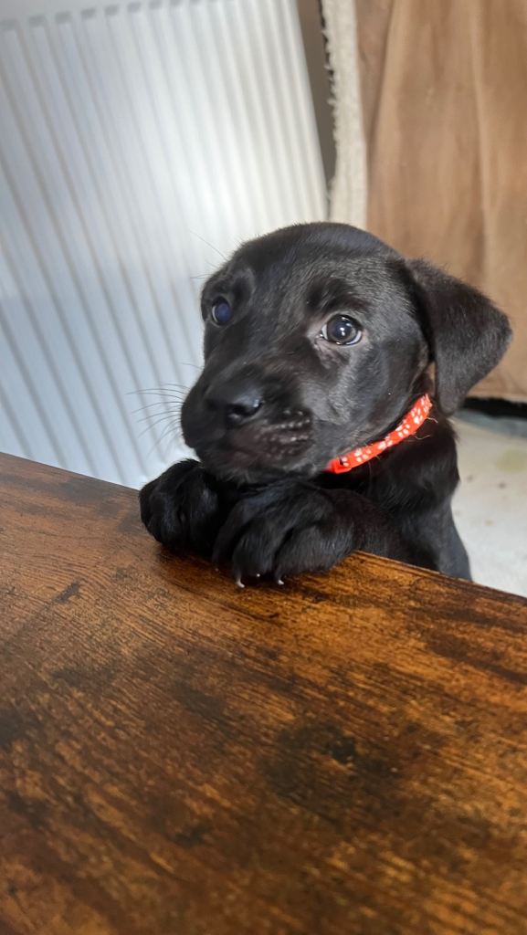 German Shepard x staffy pups 