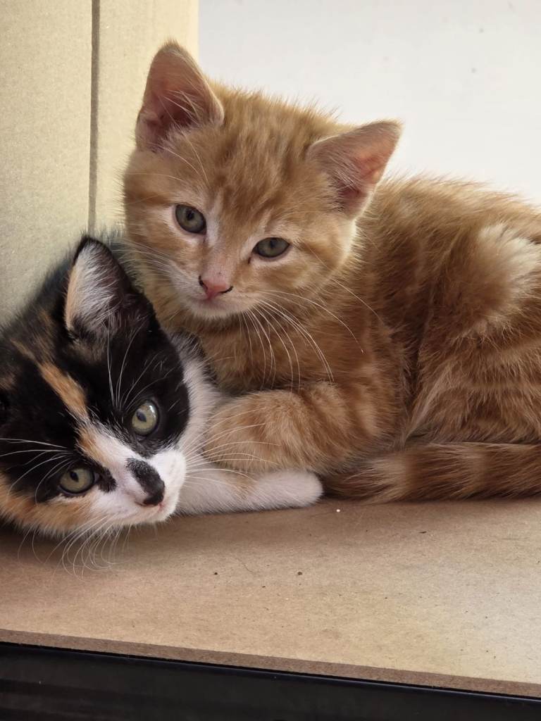 Kittens for sale: £25