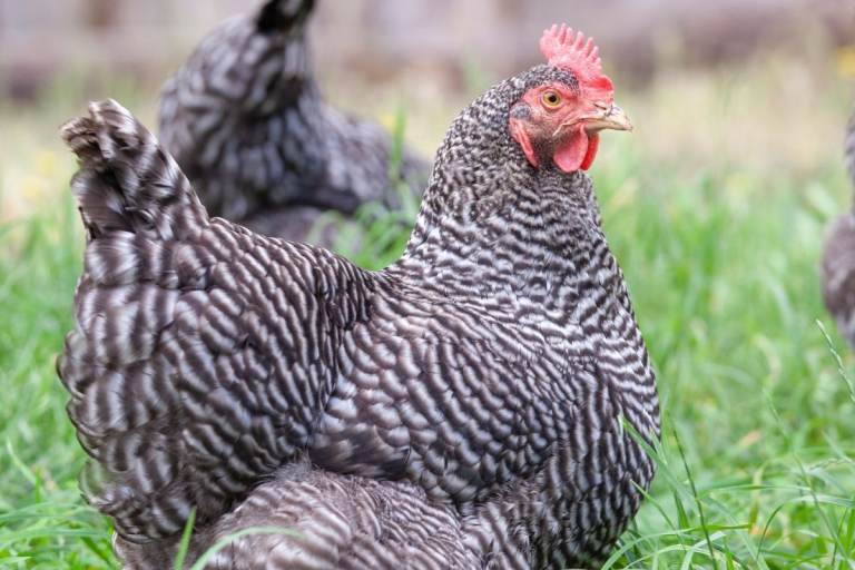 Hybrid chicken 