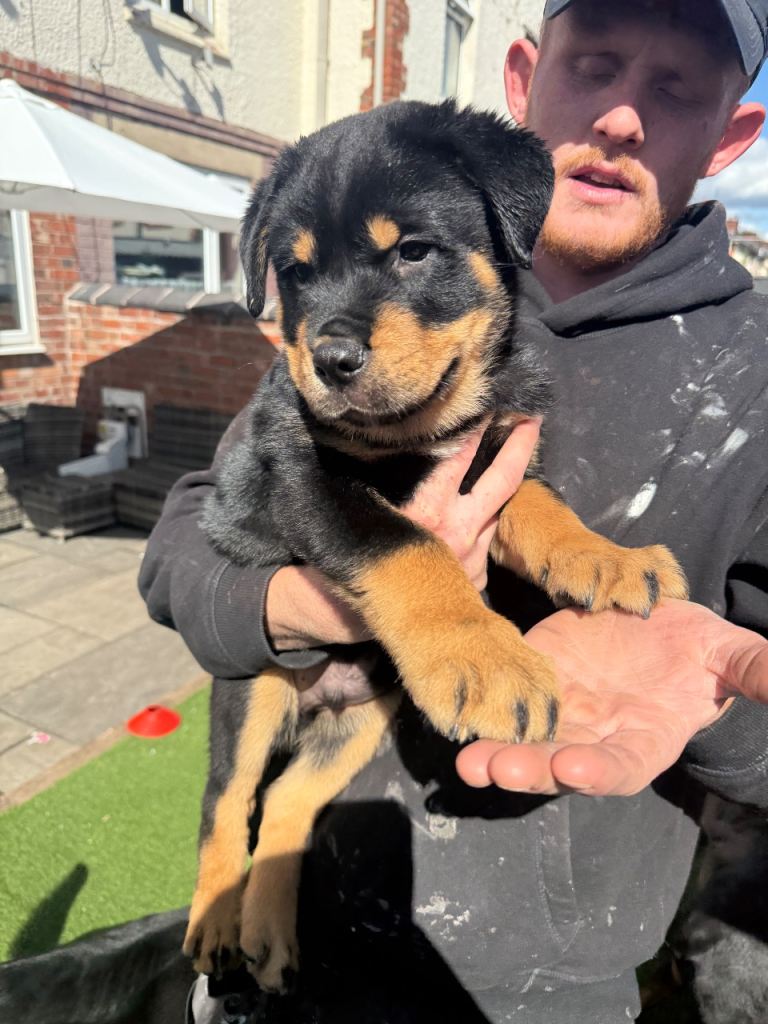 2 male Rottweiler pups, ready to leave 