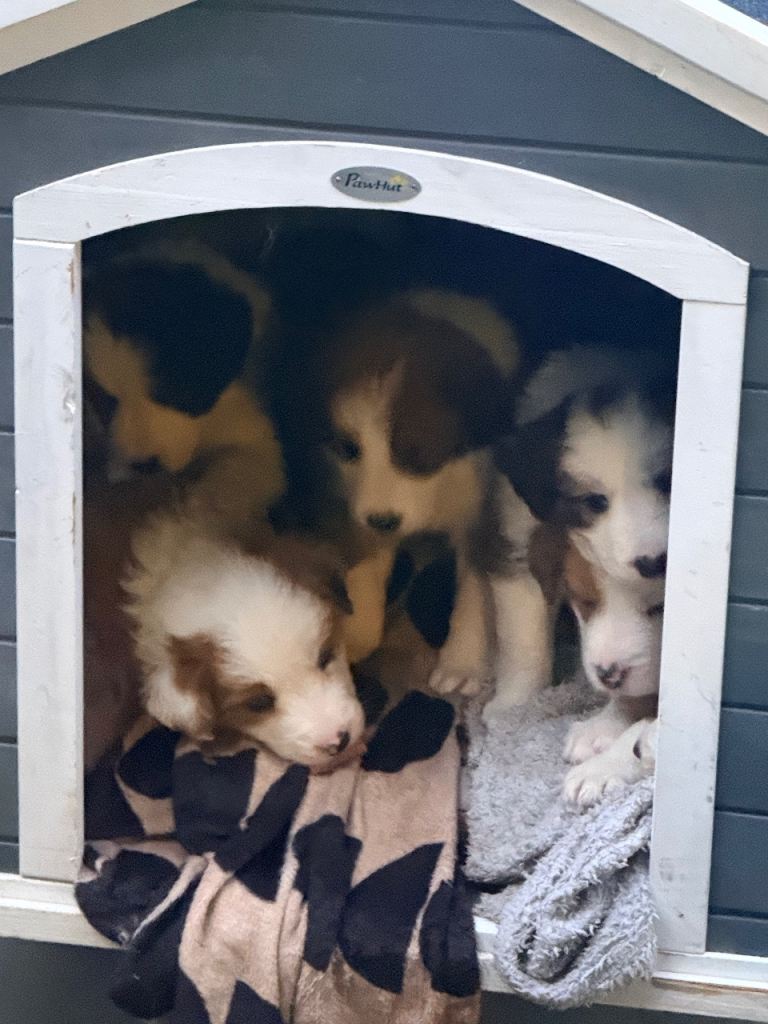 Showline border collie pups 
