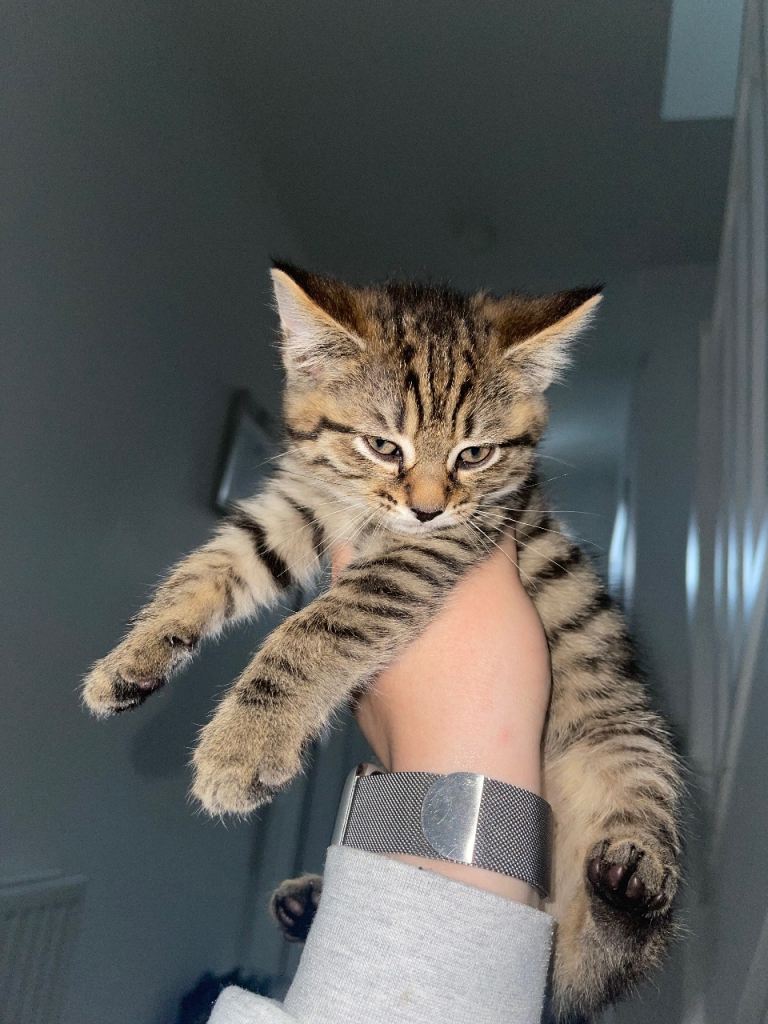 Kittens