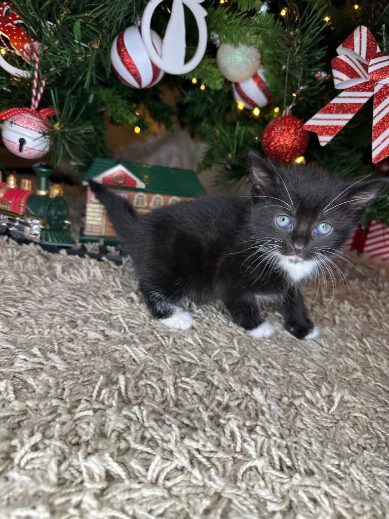 Beautiful kittens looking for there forever home 