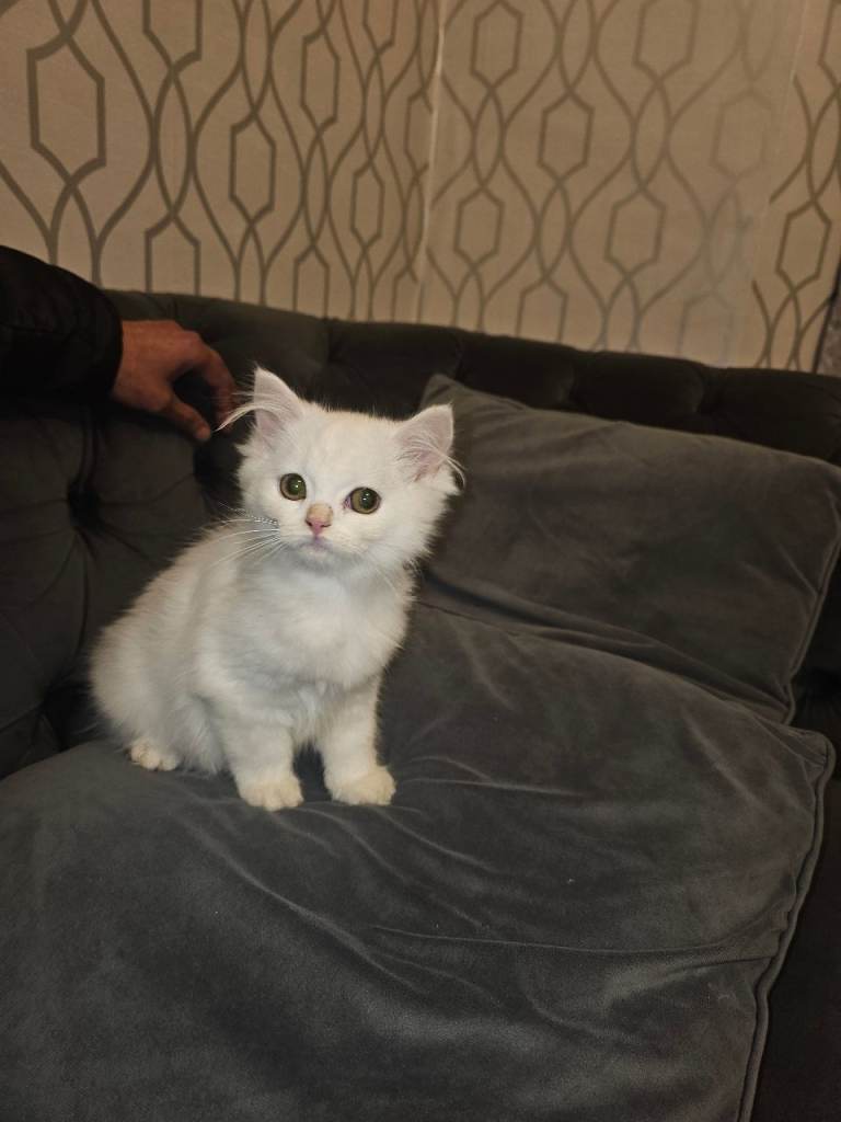 Persian Kitten