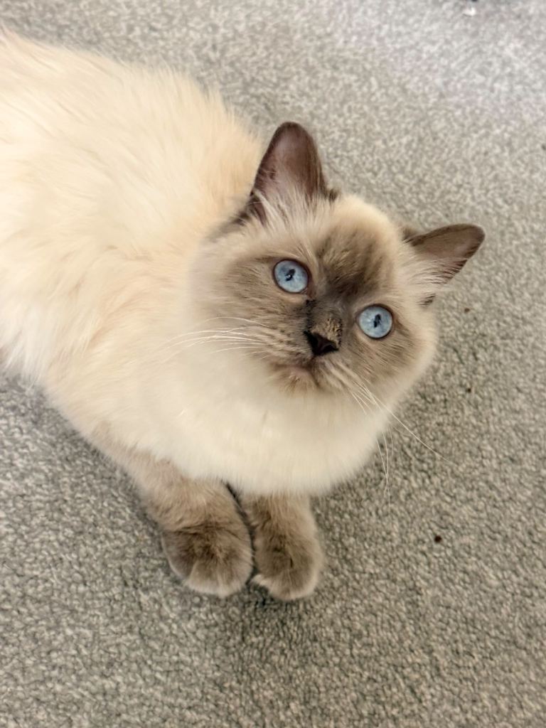 Beautiful Purebred Ragdoll Girl | in Denny, Falkirk | Gumtree