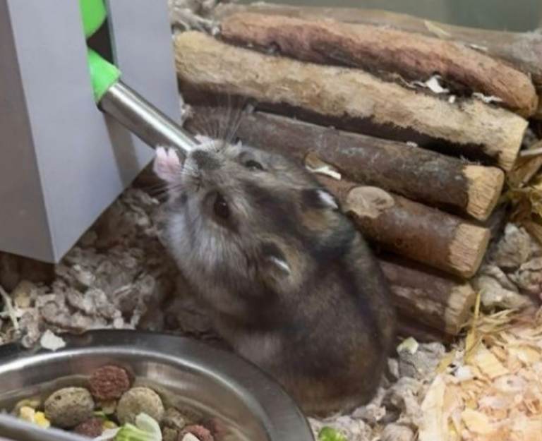 Russian Dwarf Hamster