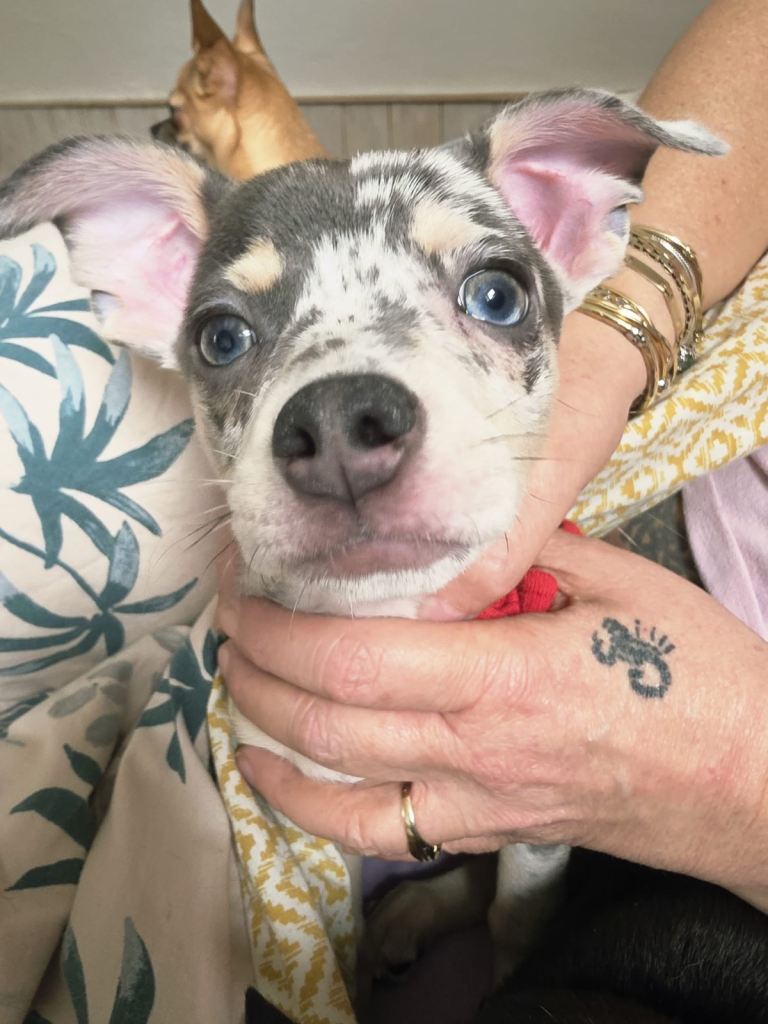 Blue lilac  Merle chihuahua puppies 