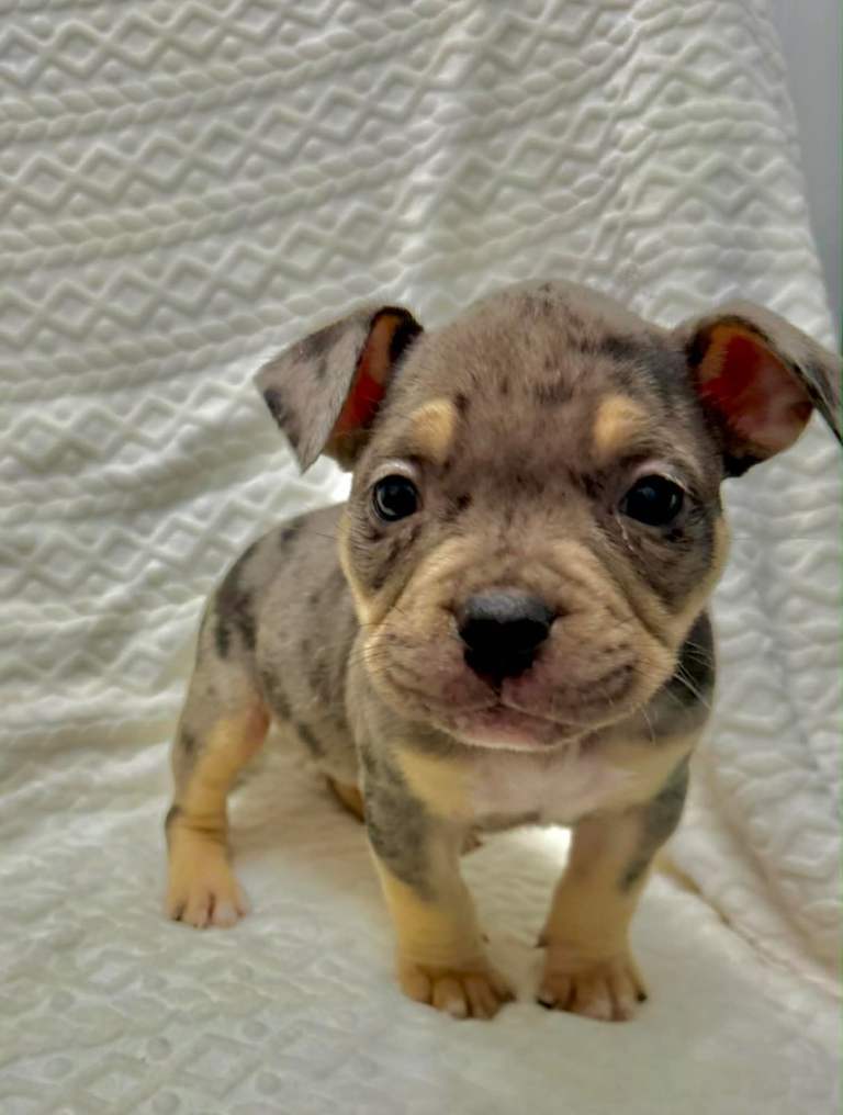 Micro pocket bully pups