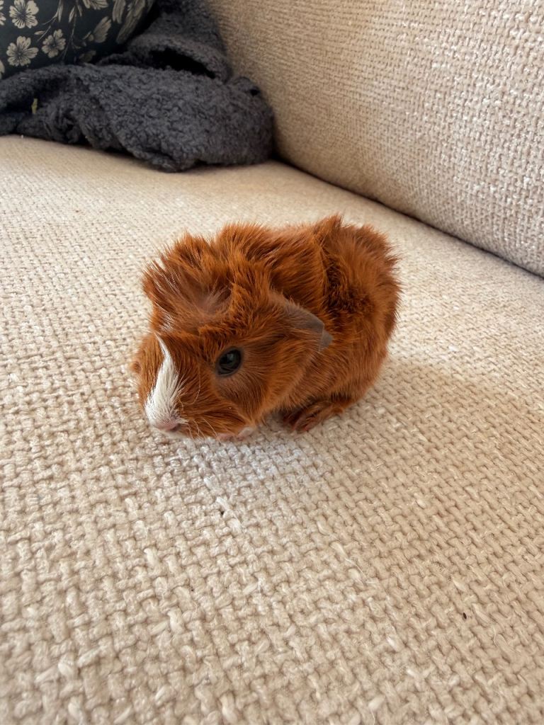 Baby boar Abyssinian Guinea pigs