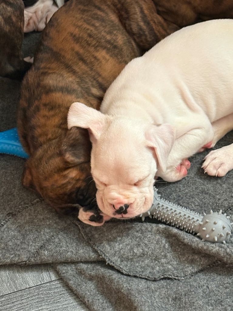 Boxer puppies for sale 