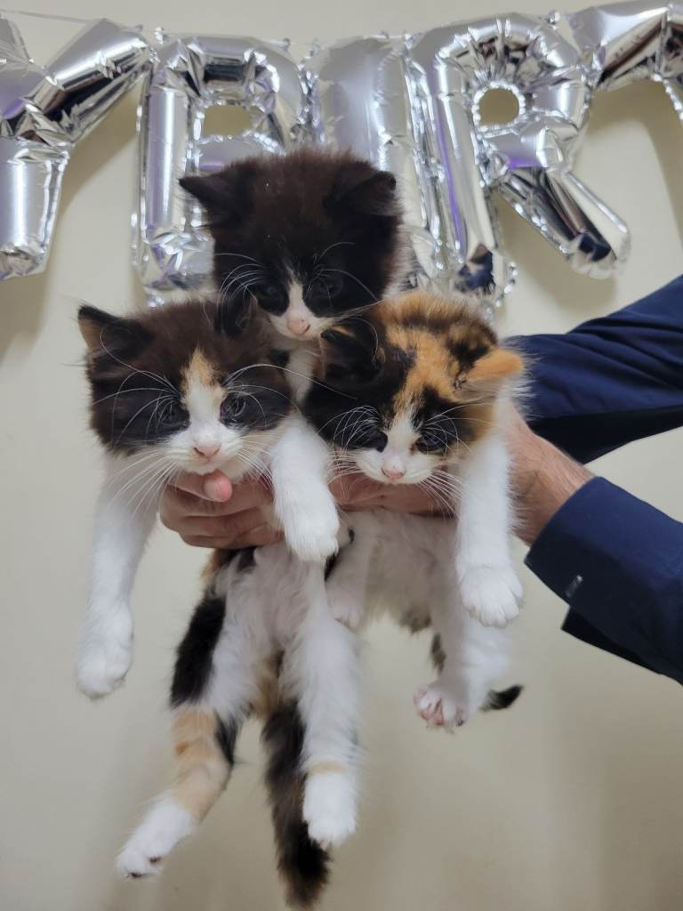 11 week old kitten /female 