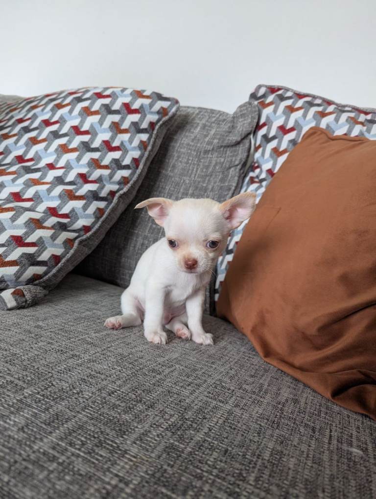 Two chihuahua  boys for sale