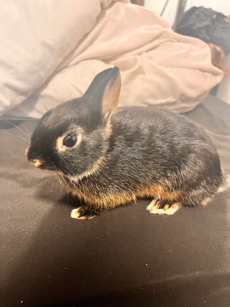 Netherland Dwarf Bunny