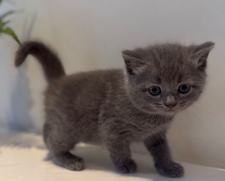 British short hair kittens 🐱 