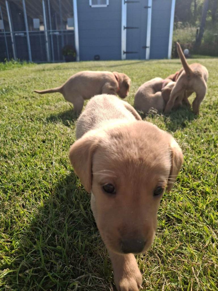 Red fox labrador pups