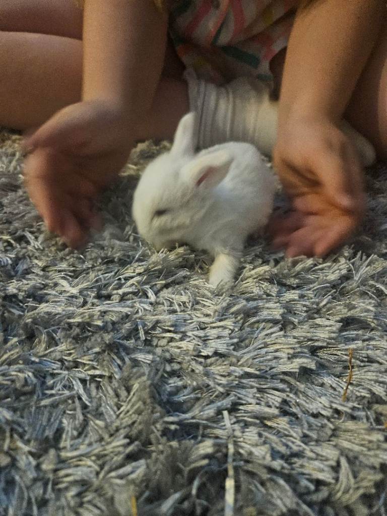 Bunnies for sale.