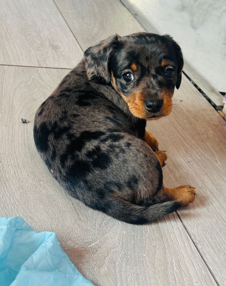Miniature dachshund cross jack russel puppies