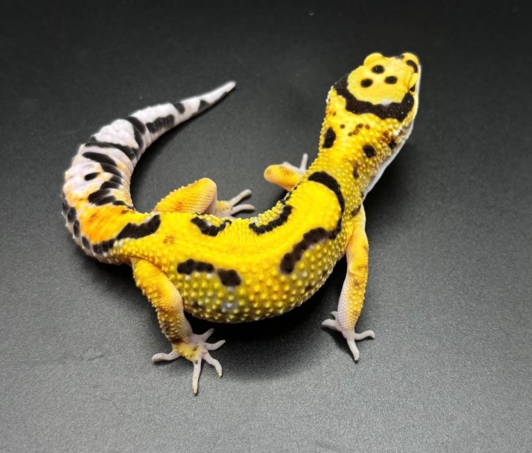 Leopard Gecko