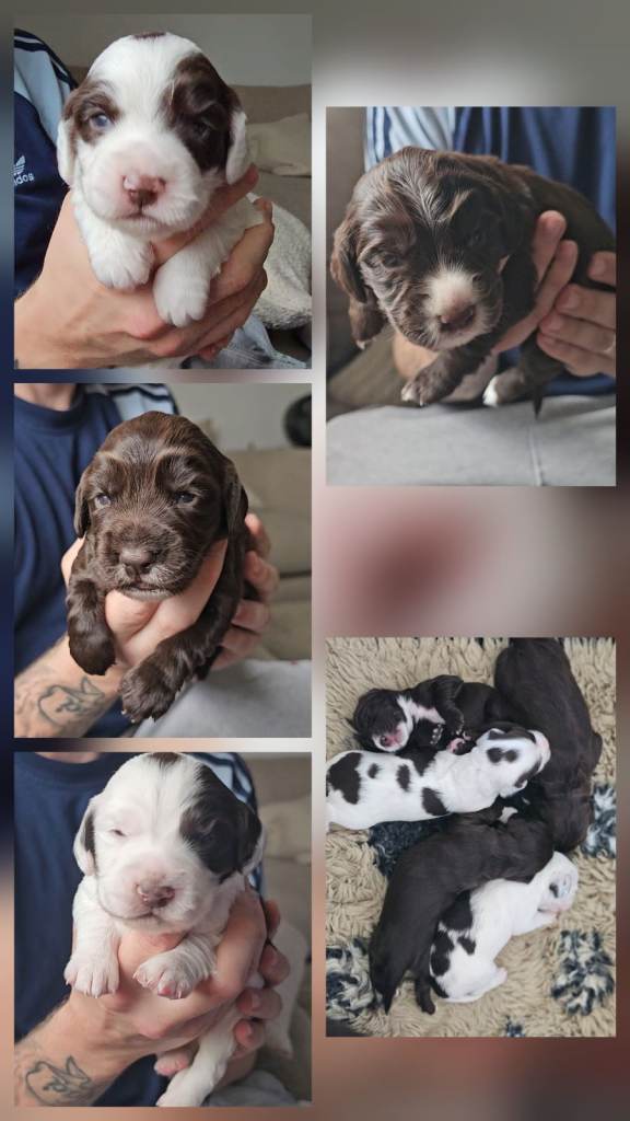 Cocker spaniel puppies