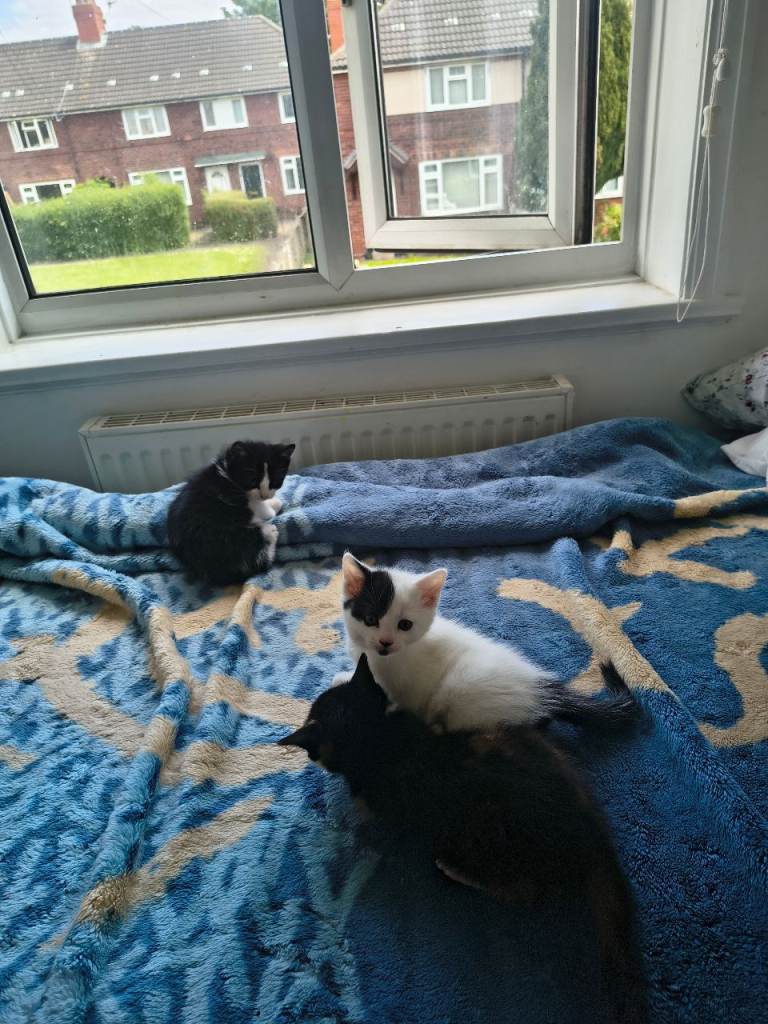 Kitten 