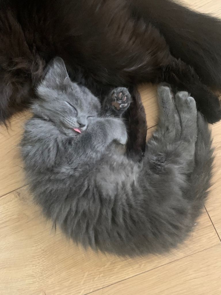 3 playful kittens ready for a new home