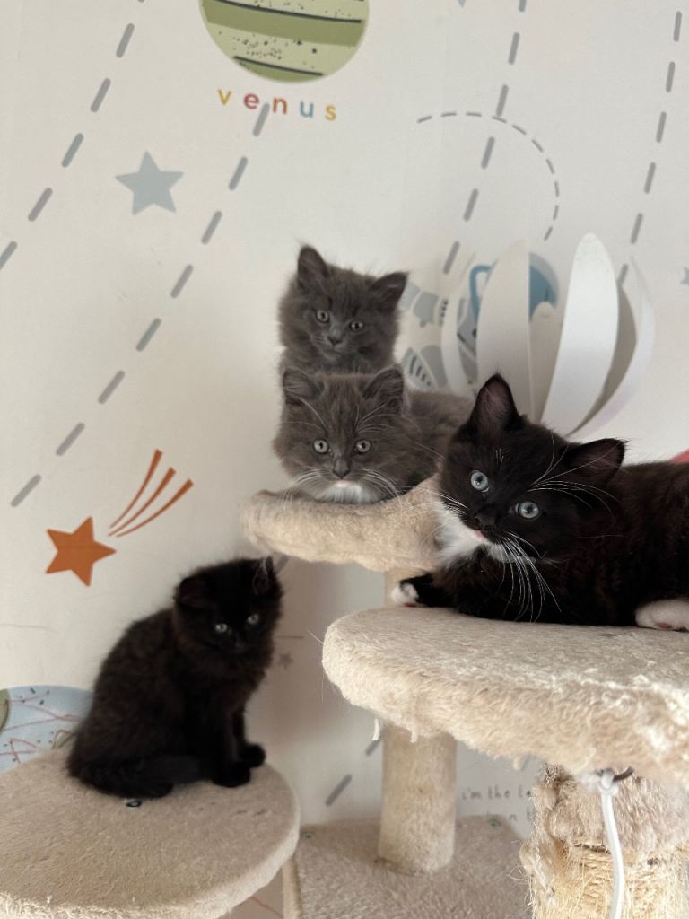 Ragdoll x Ragamuffin kittens