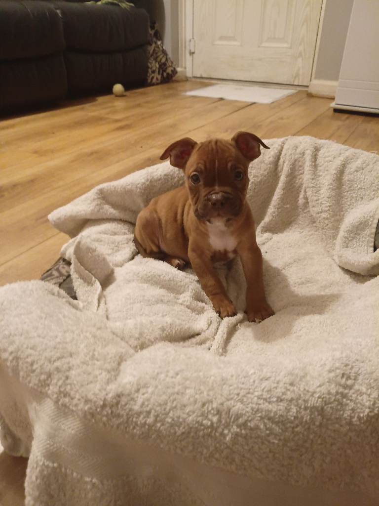 Mixed breed puppy for sale in Headington Oxford