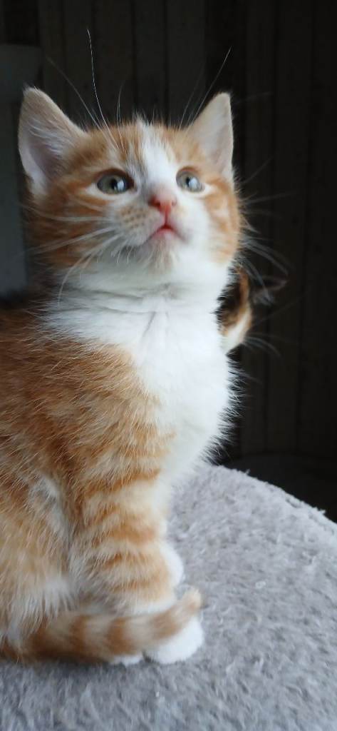 Male and female kittens