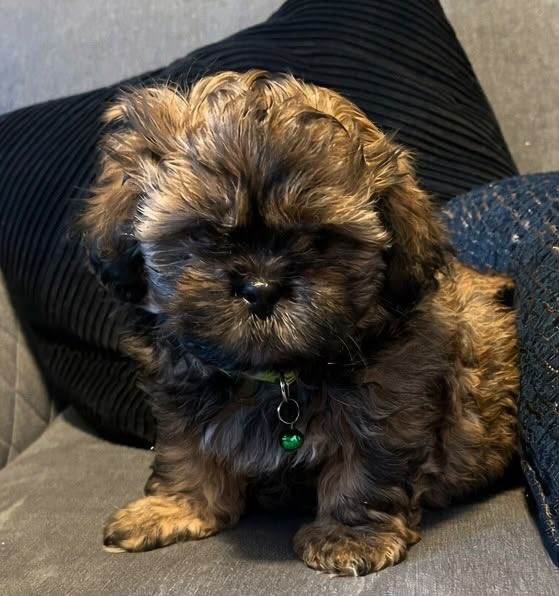 Shih tzu Puppies Ready Now  2 Boys Left