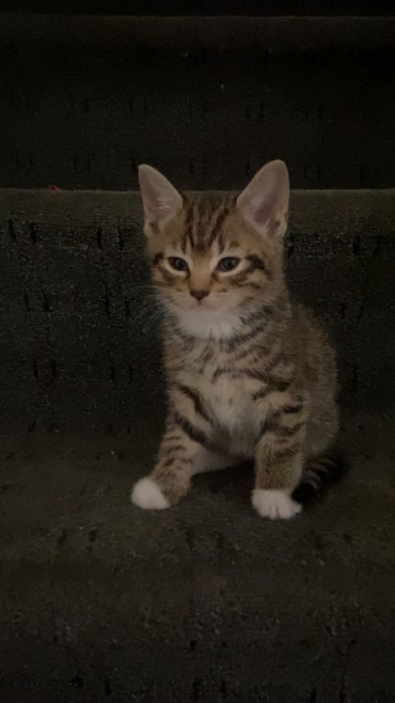 Kittens 