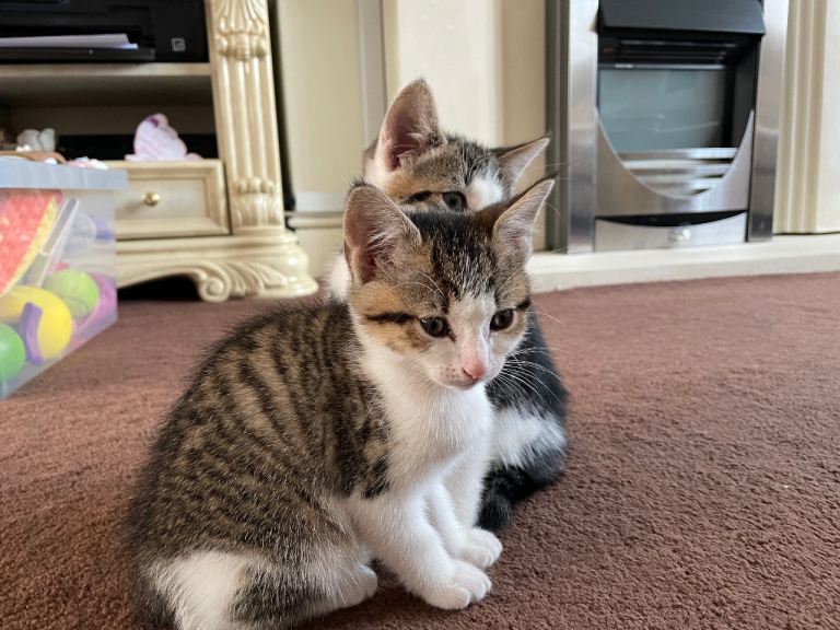 8 weeks old beautiful kitten