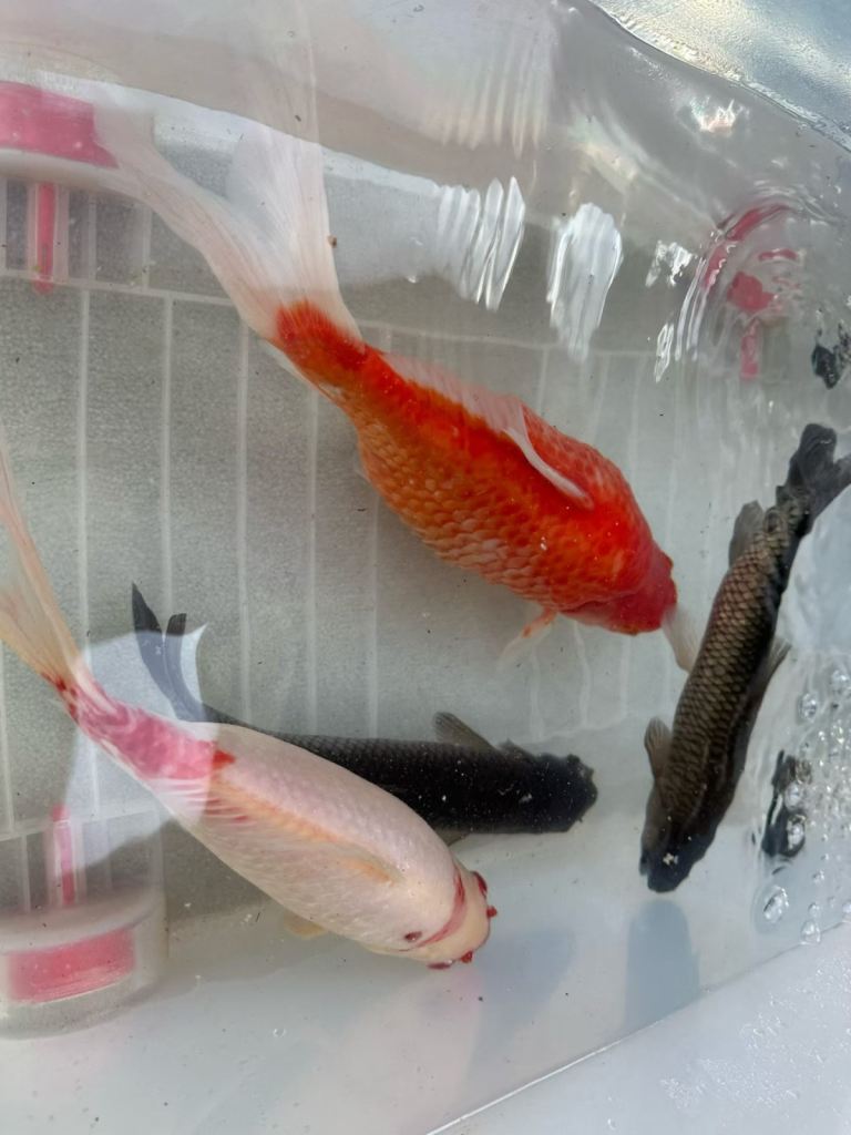 Carp