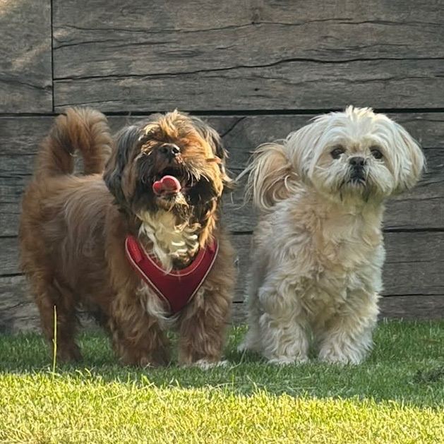 Shih Tzu Puppies 