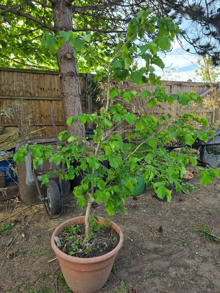 Hazel nut tree 