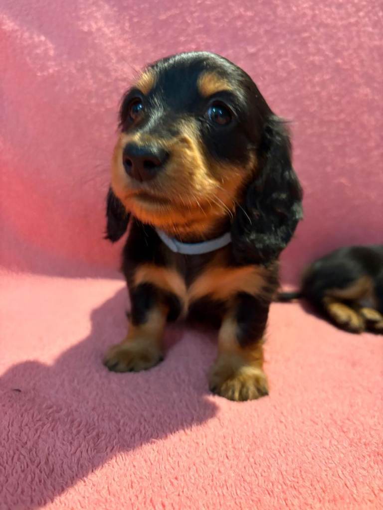 Longhaired miniature dachshunds