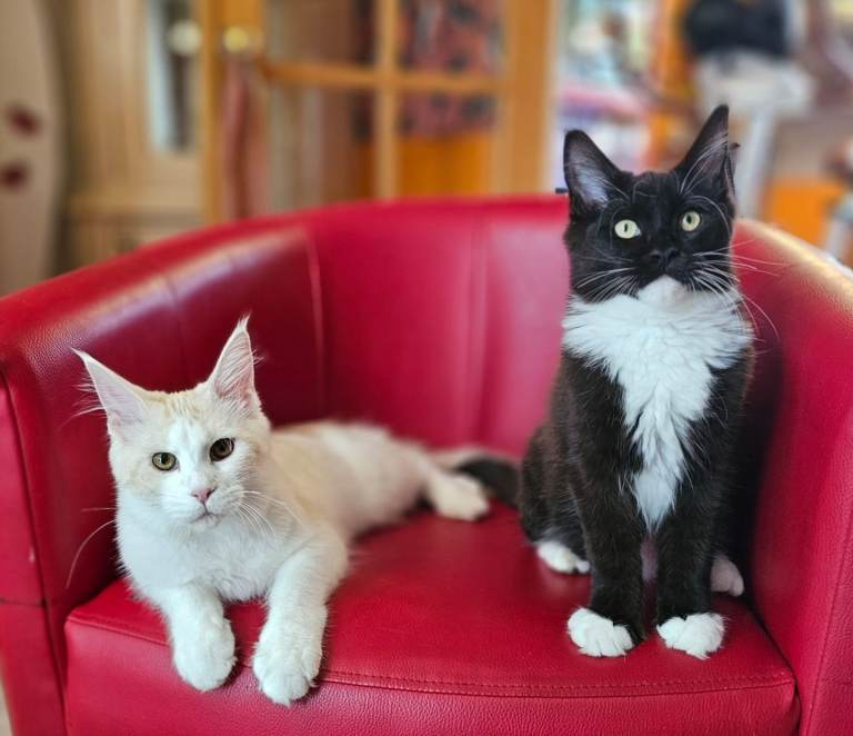 Only 2 Female Maine Coon Kittens Left!