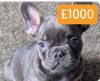 11 week male Blue and Tan  French bulldog 