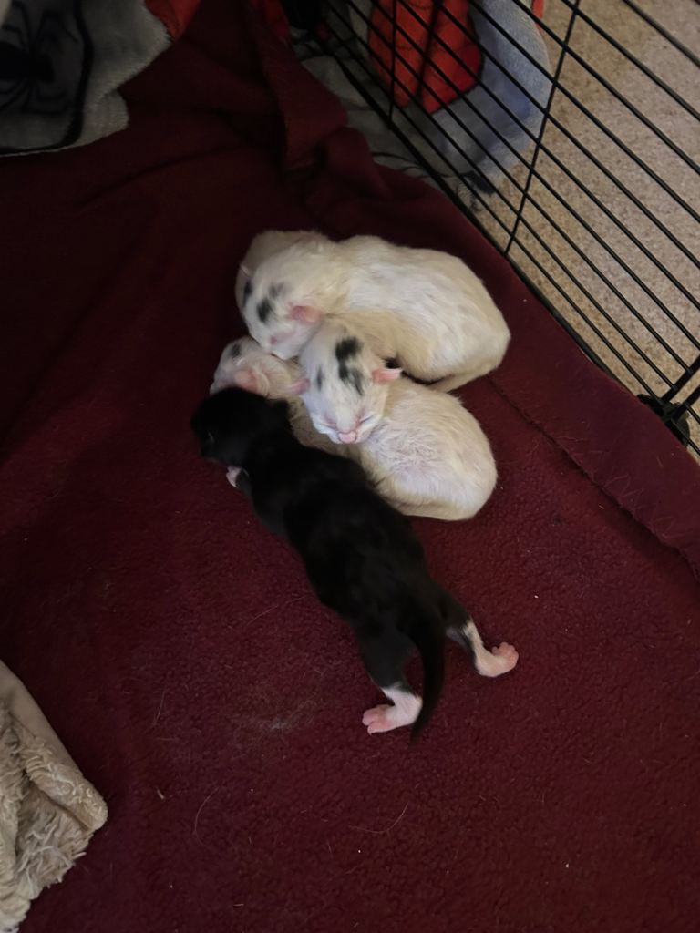 2 kittens for sale 