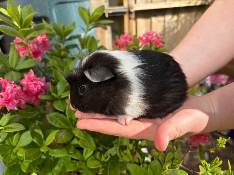 Baby Guinea Pigs