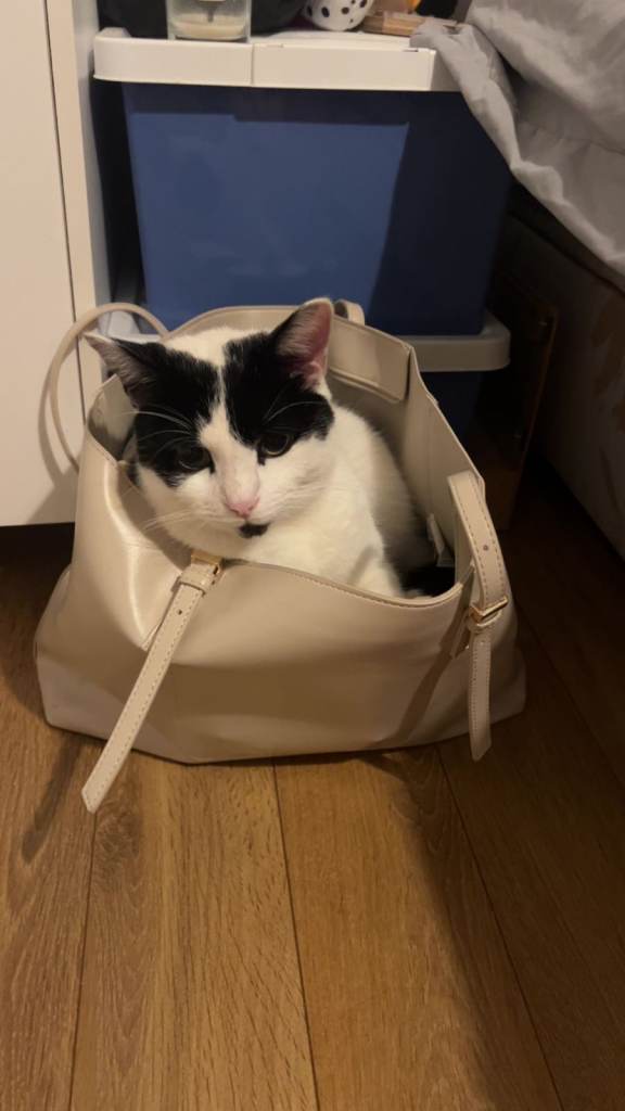 Sweet natured cat needs his forever home